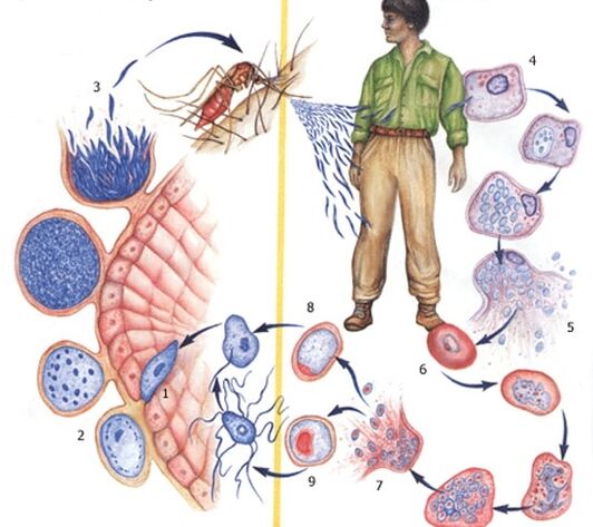reproductiemethoden van protozoaire parasieten