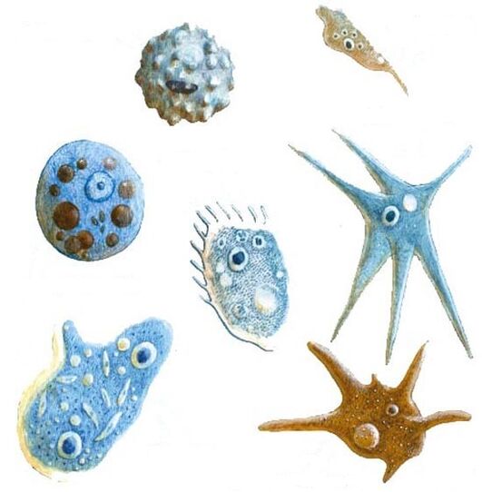 soorten protozoaire parasieten