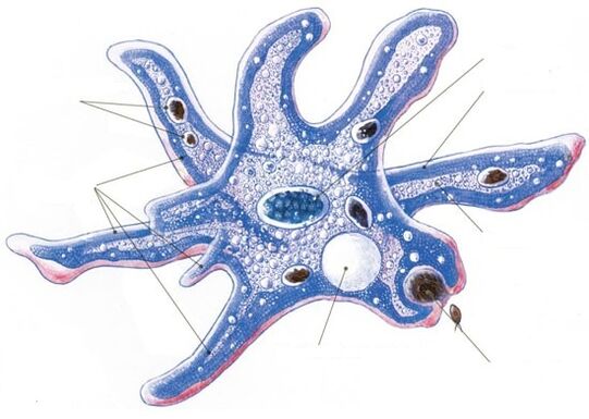 structuur van een protozoaire parasiet